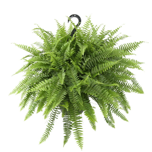 Fern Leaves *Clay Pot of Ferns Miniature Greenery Plants 1:12 scale 